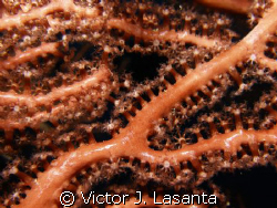 deep sea water gorgonias. octocoral at two for you dive s... by Victor J. Lasanta 